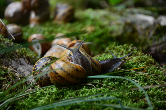 La storia dell'elicicoltura.
