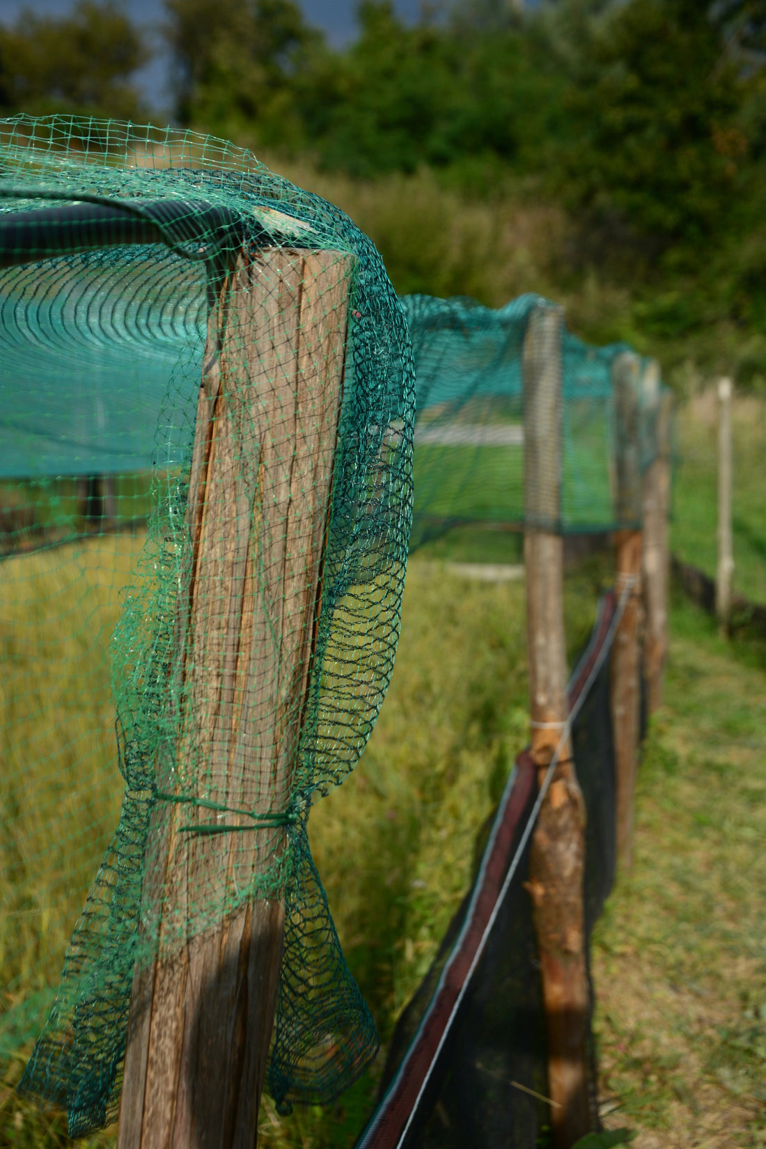 I Sistemi di allevamento.