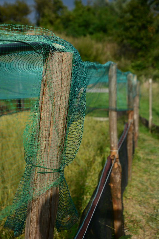 I Sistemi di allevamento.